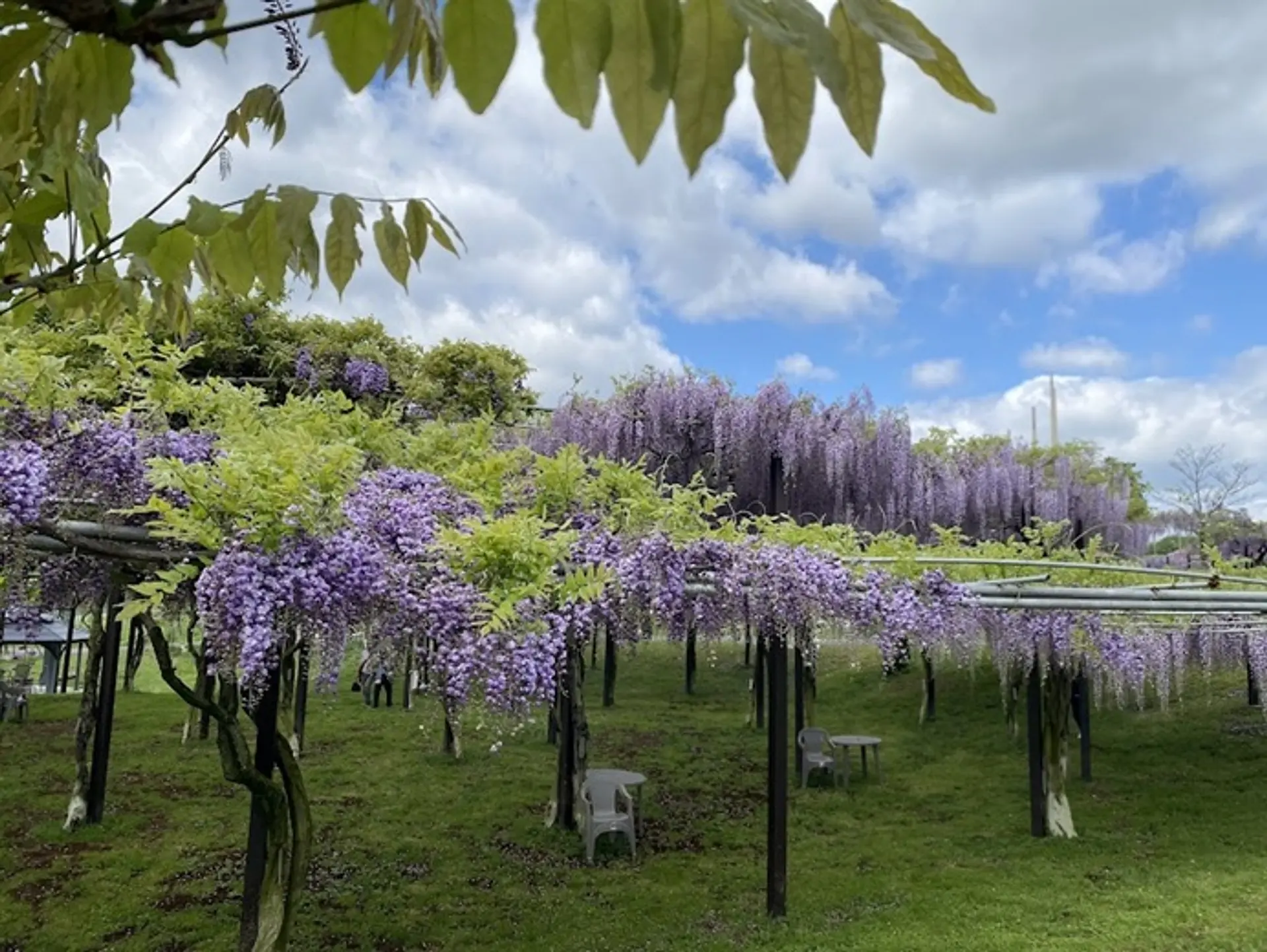 かざはやの里　藤