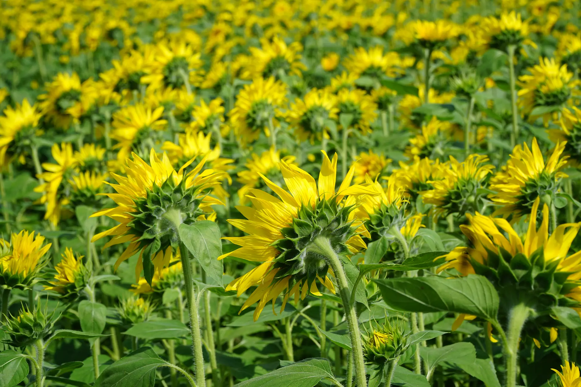 裏側からも撮ってみる