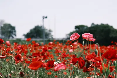 長沢町のシャクヤク（1）