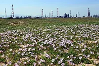 吉崎海岸