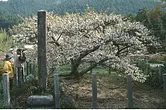 長徳寺の龍王桜