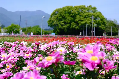 長沢町のシャクヤク（2）