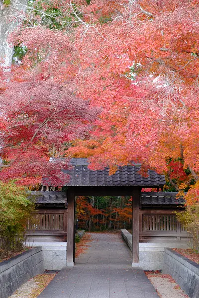 高田本山専修寺の紅葉（8）
