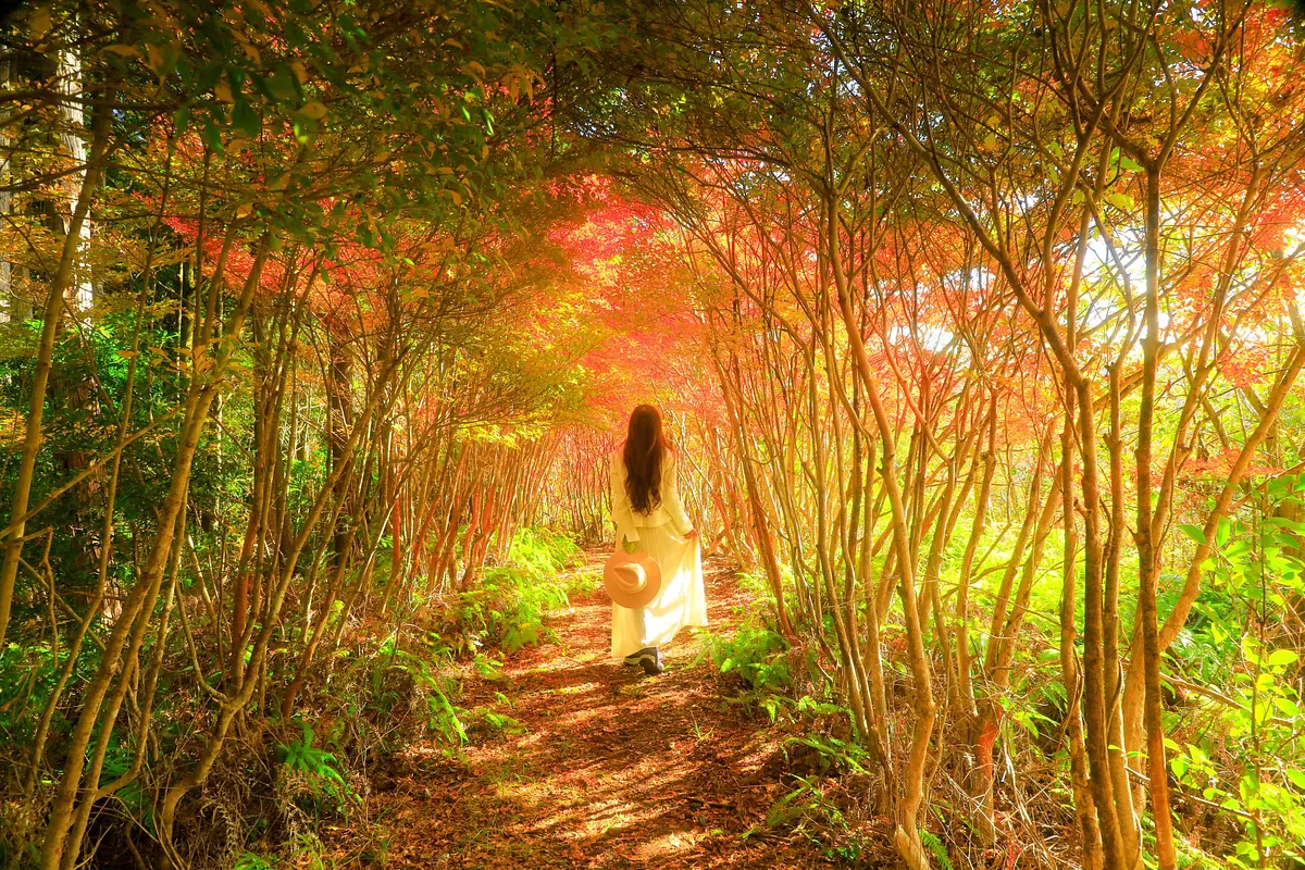 丸山公園杜鵑花隧道