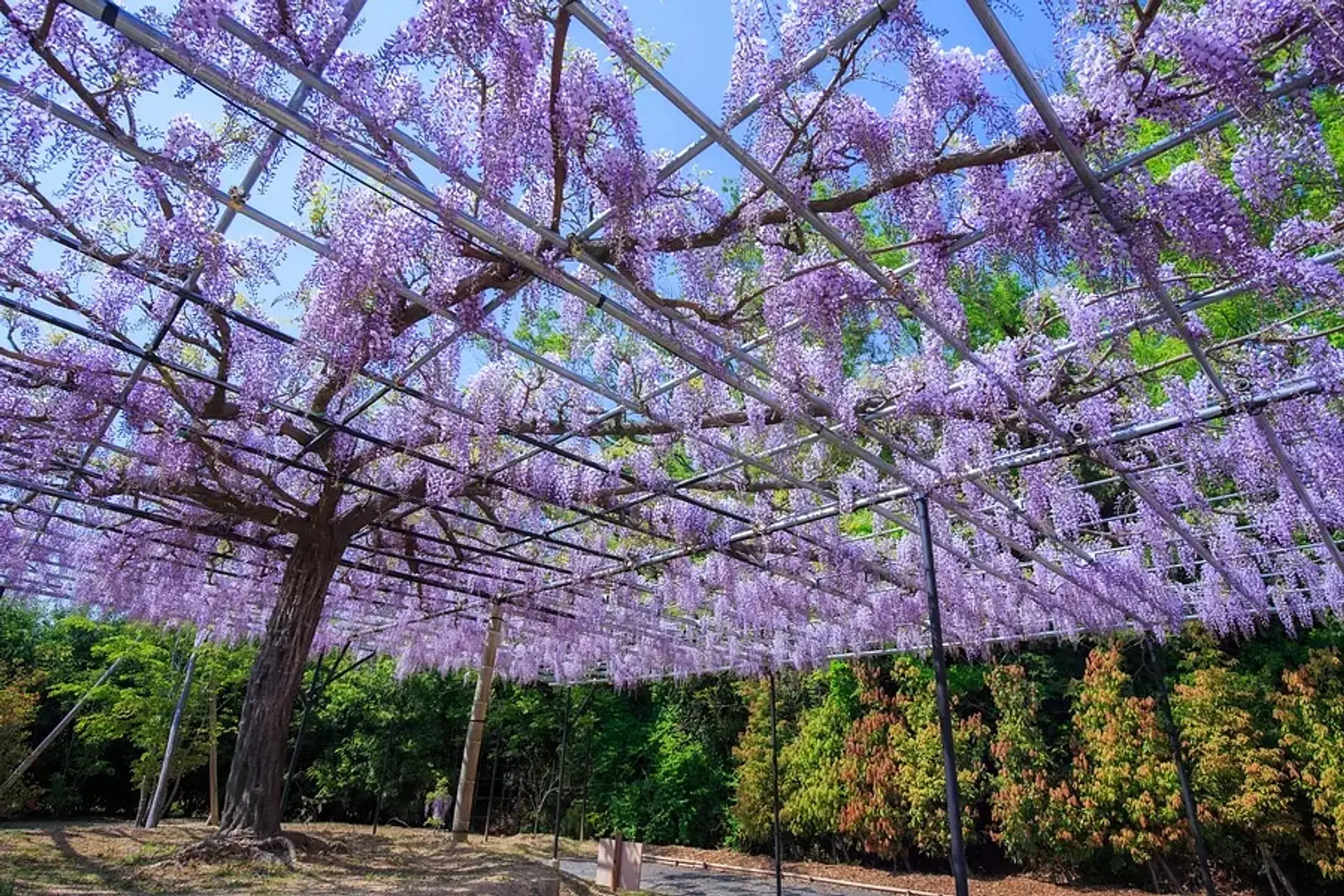 藤のガーデン