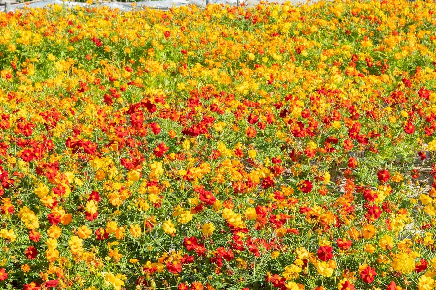 最精彩的大波斯菊花圃和巨輪大麗花