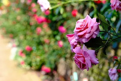 なばなの里ローズガーデン（4）