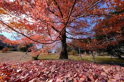三重県民の森のフウの木（5）