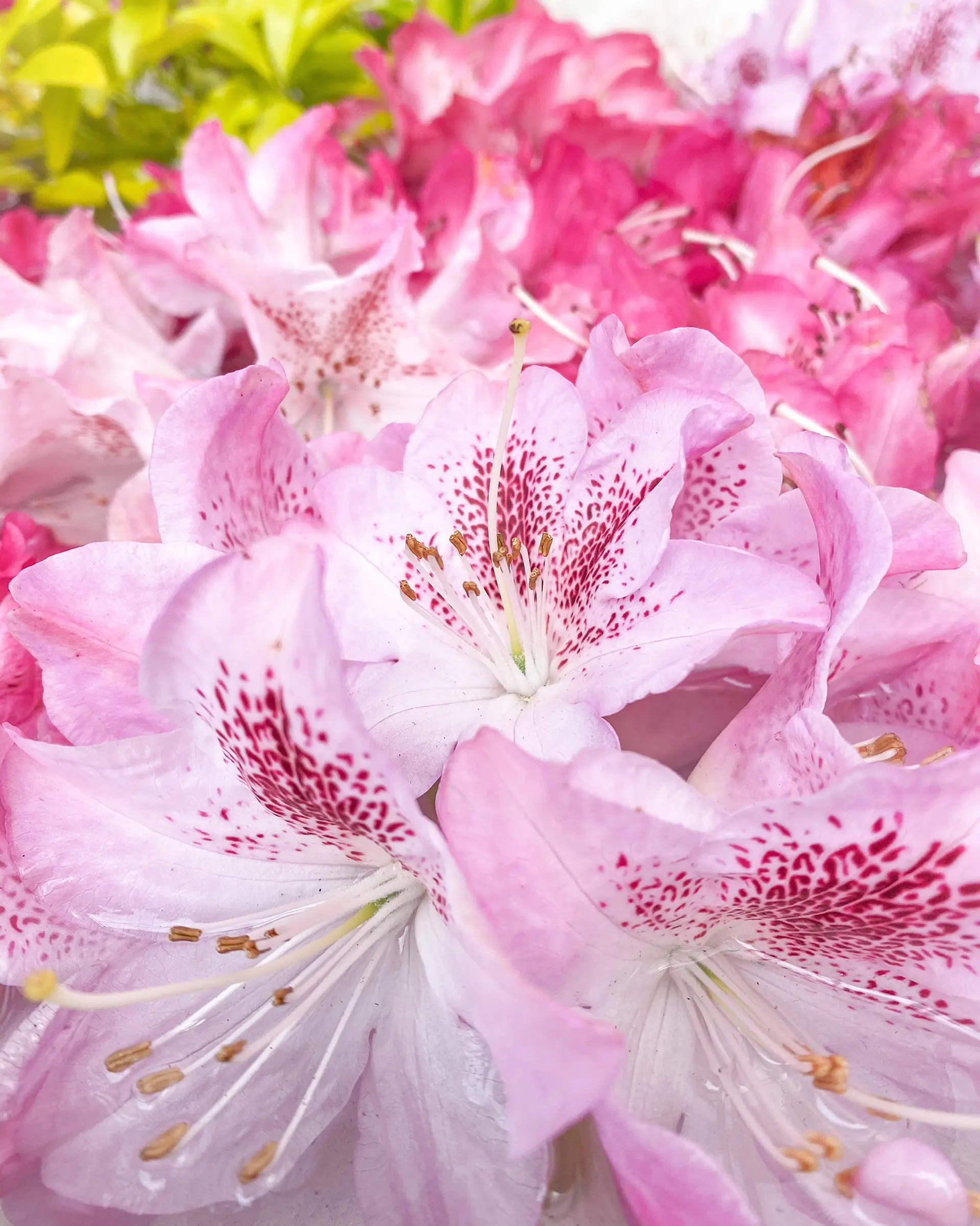 フローティングフラワー