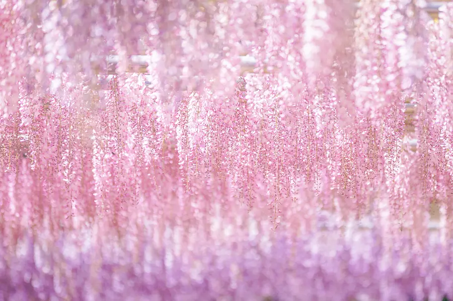 紫藤窗帘