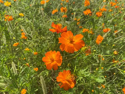 星合町休耕田のコスモス畑