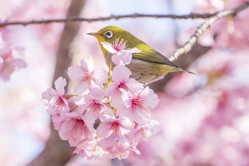 Présentation des célèbres sites de fleurs de cerisier de Kawazu dans l'édition 2023 de la préfecture de Mie
