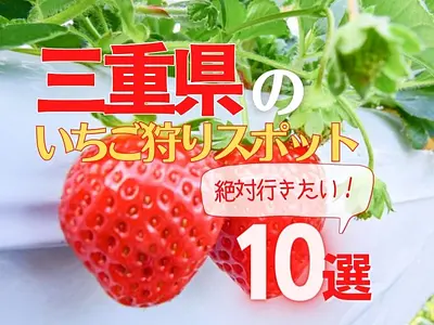 【2025年版】イチゴの季節到来！三重のおすすめイチゴ狩り体験10選！