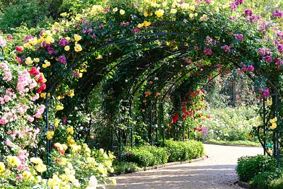 なばなの里ローズガーデン（5）