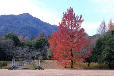 三重県民の森のフウの木（6）