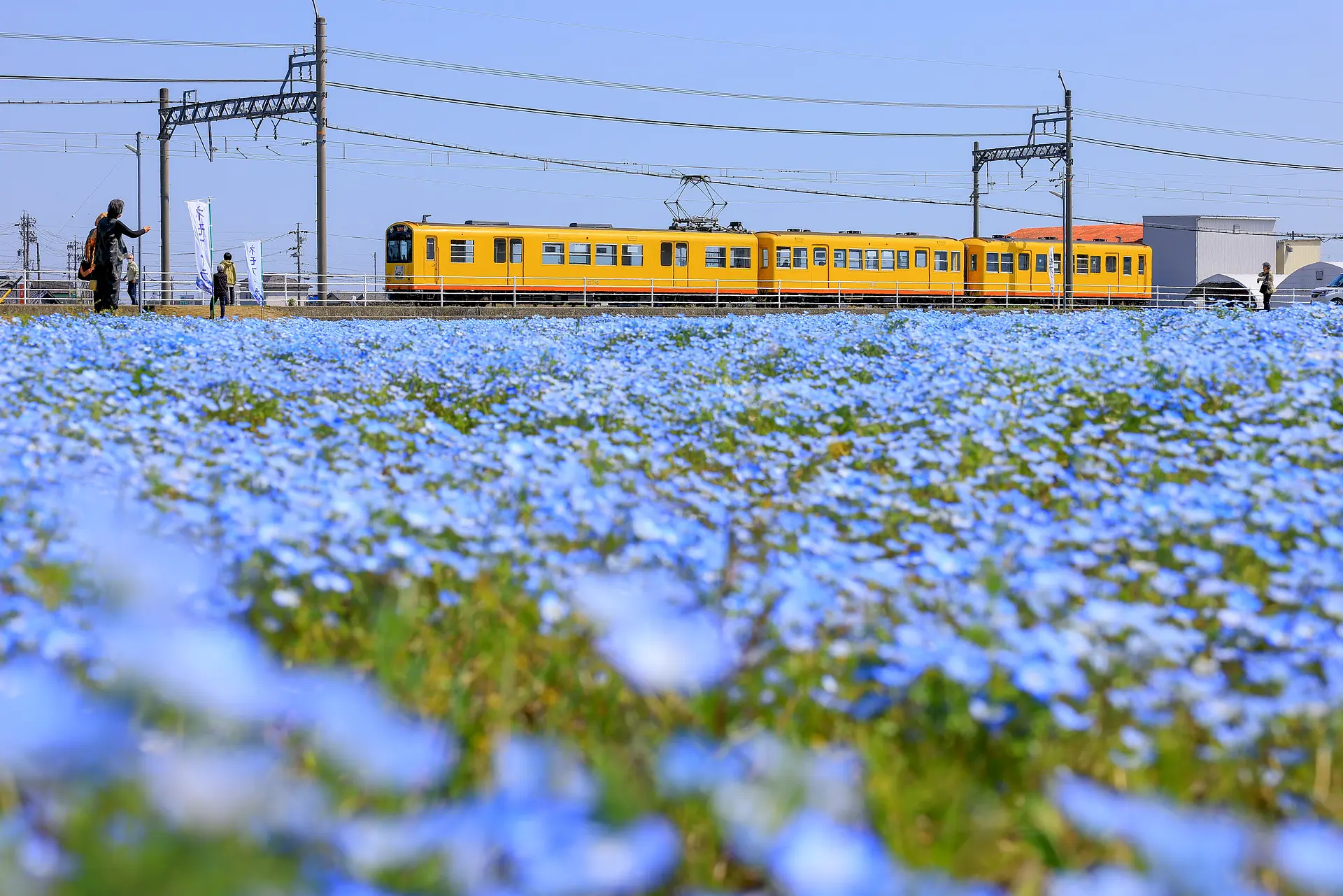 大泉駅近くのネモフィラ