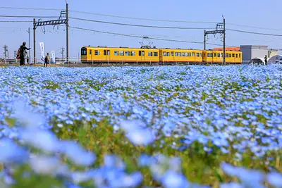 大泉駅近くのネモフィラ