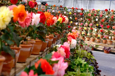 なばなの里ベゴニアガーデン（1）