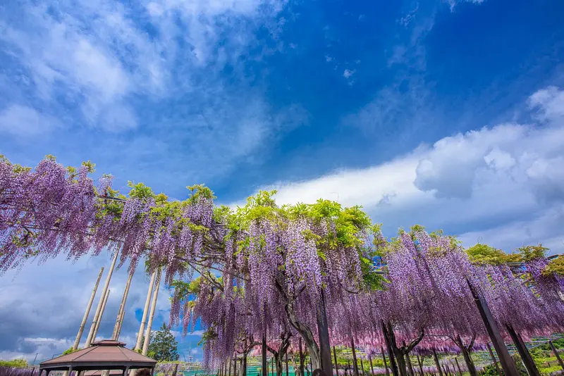 为您介绍三重县的“绝对想去”的紫藤名胜!