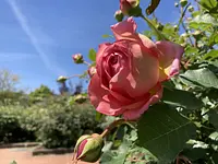 Foire aux roses ~ Ferme de Bell du parc agricole de Matsusaka ~