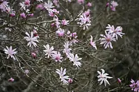梓辛夷是宣告春天到來的日本特有的花
