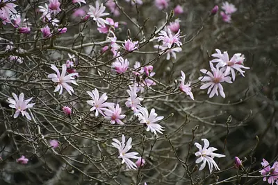 梓辛夷是宣告春天到来的日本特有的花