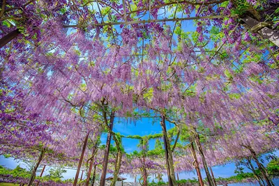 Famous wisteria spots in Mie Prefecture