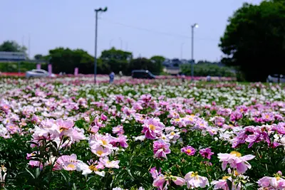 長沢町のシャクヤク（6）