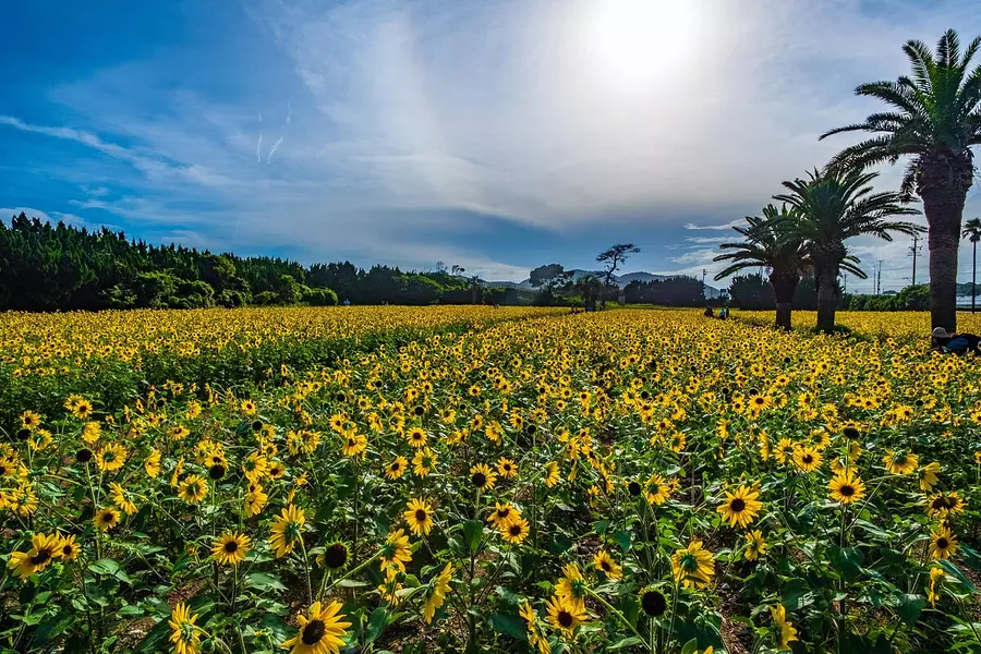 渥美半島伊良湖菜の花ガーデンのひまわり畑！！
