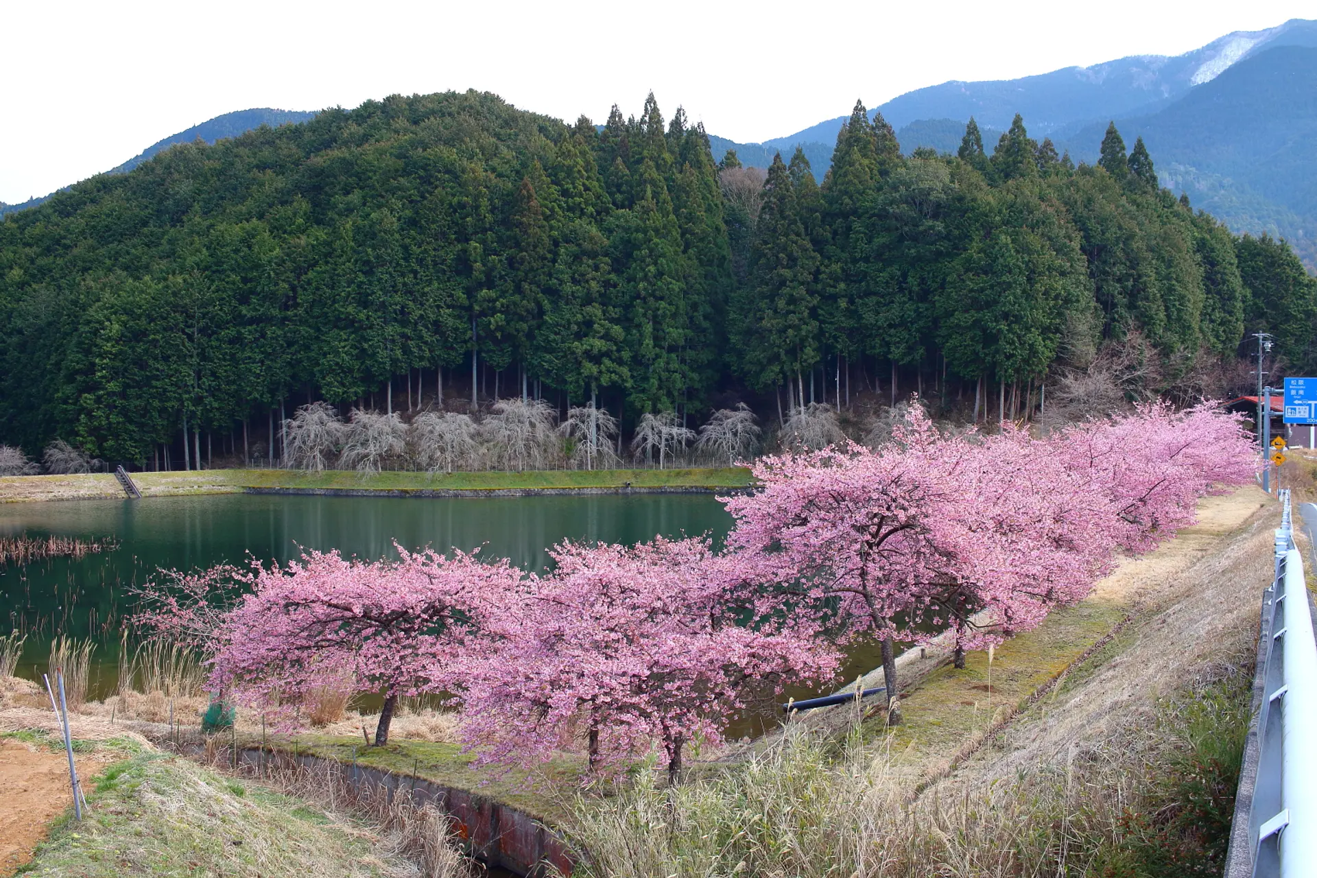 2025年の桜は河津桜から～津市美杉町の大妻池の河津桜～】 | 観光三重