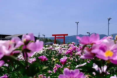 長沢町のシャクヤク（7）