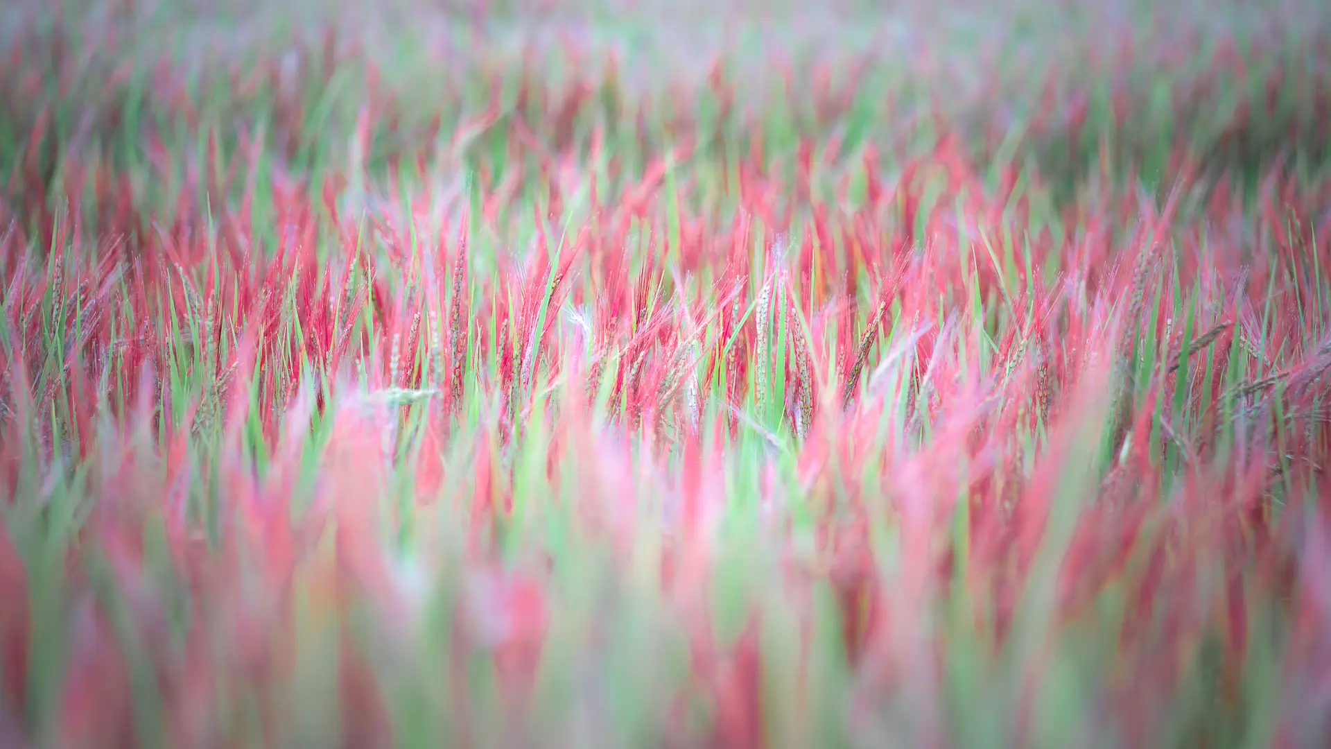 雨に濡れる大安桜米