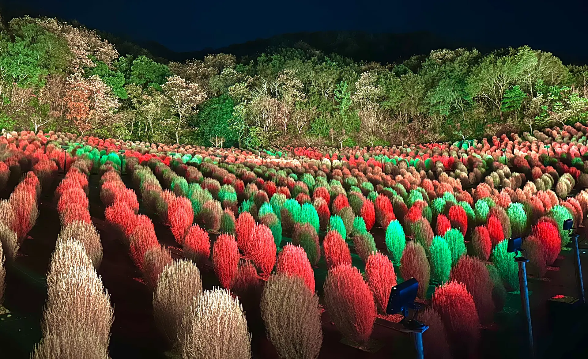 志摩市観光農園ライトアップ