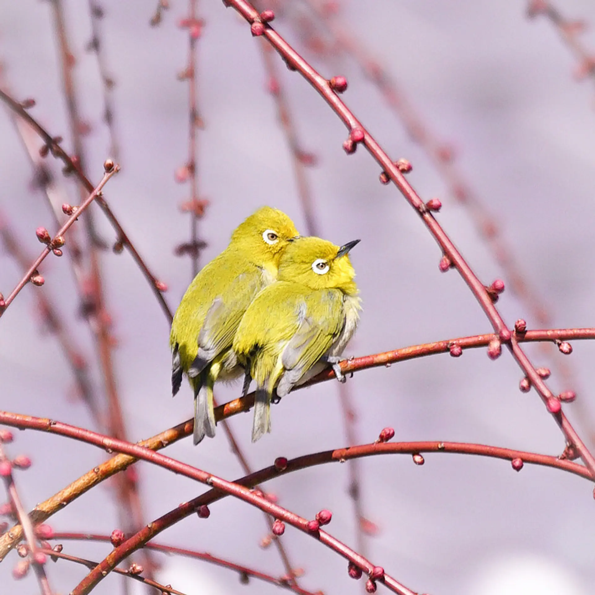 メジロのつがい