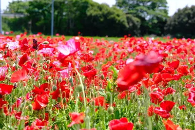 長沢町のシャクヤクとポピー（1）