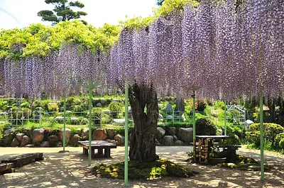 Under the wisteria trellis, the sound of the koto and tea