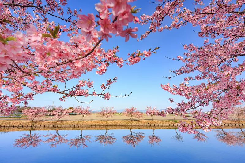 Kawazuzakura sur la route Kasamatsu Kawazuzakura