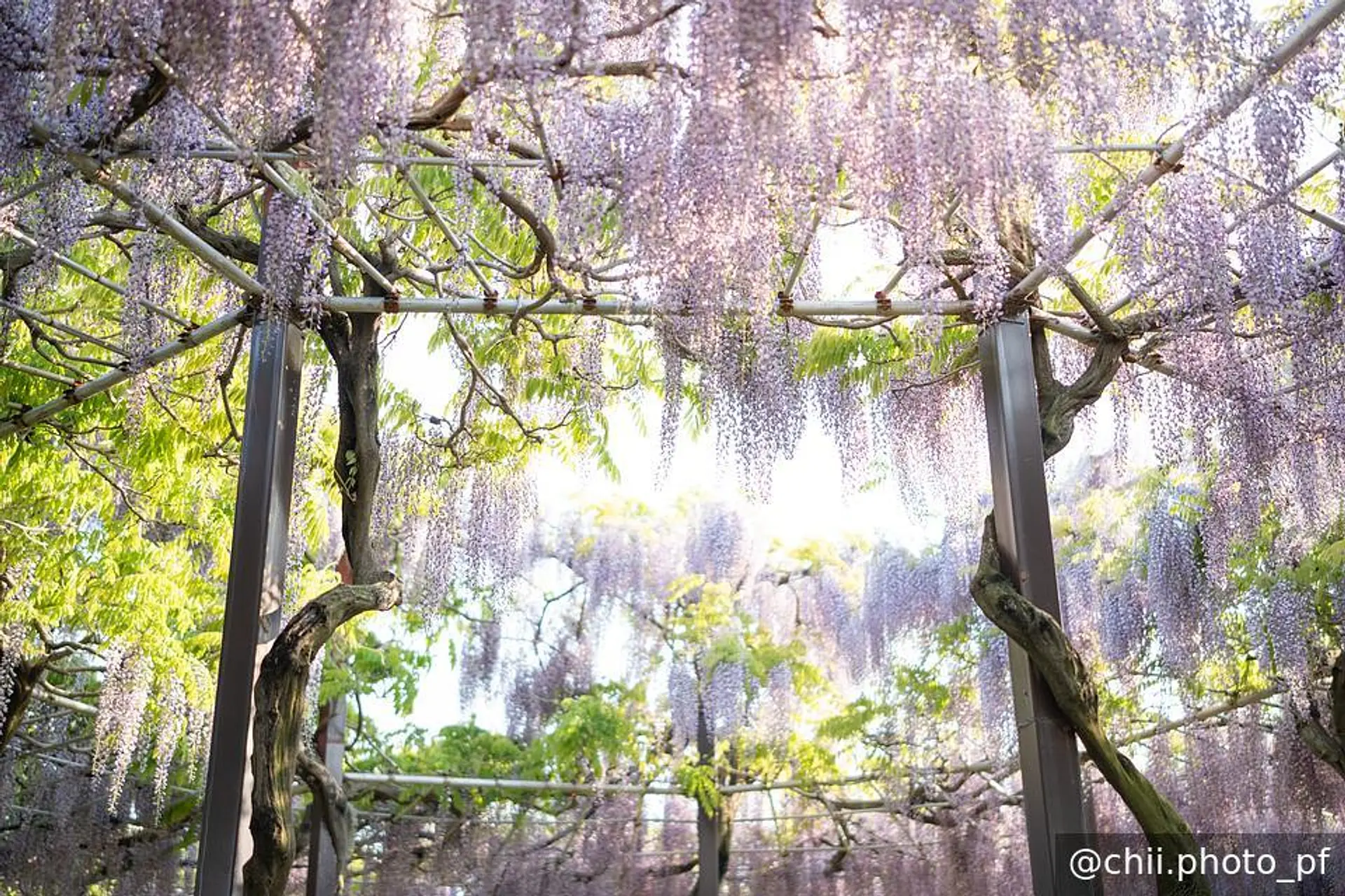 九角三段円藤棚