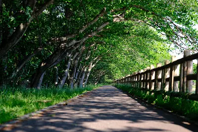 石垣池公園のメタセコイア新緑（1）