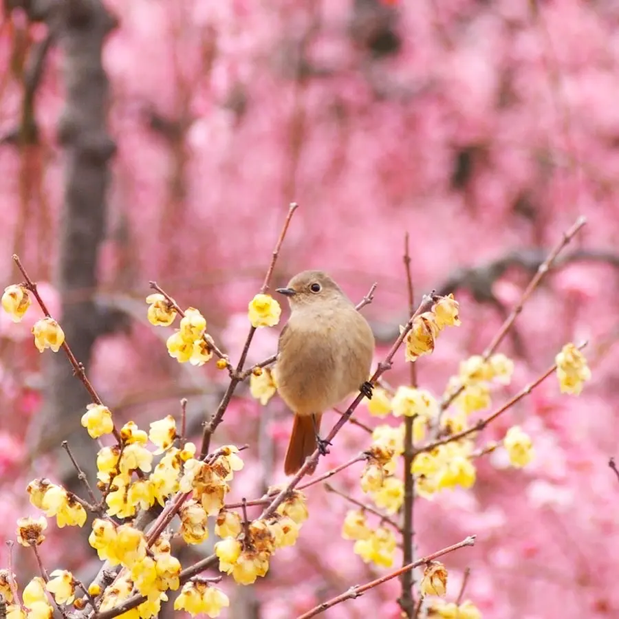 ศาลเจ้า Sugawara หญิง Daurian Redstart