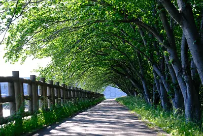 石垣池公園のメタセコイア新緑（2）