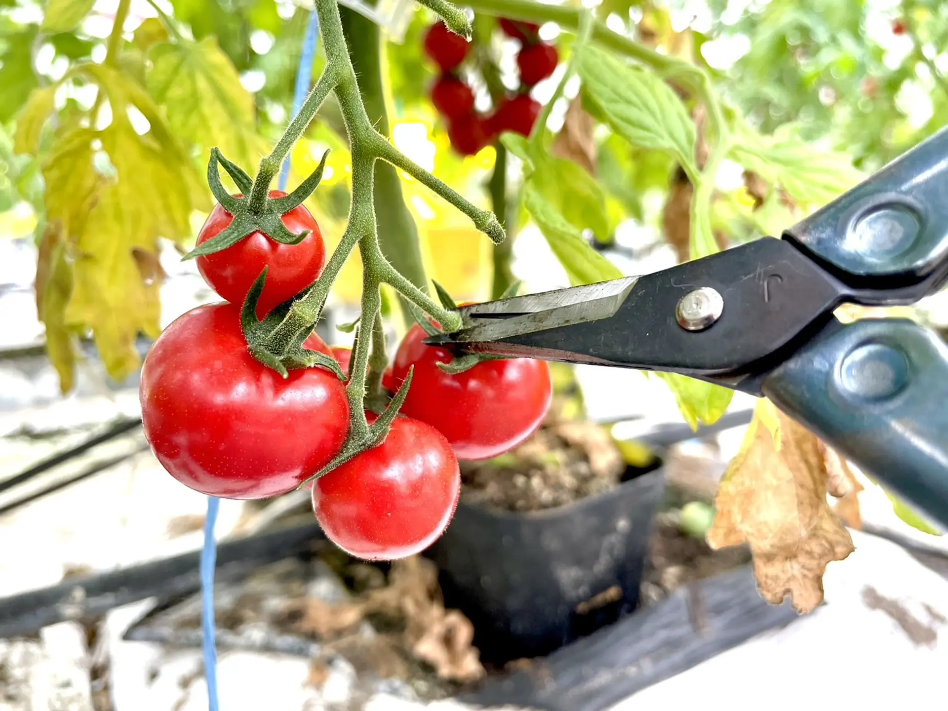 赤くツヤツヤに育ったひめトマ