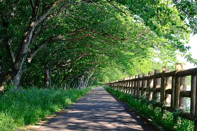 石垣池公園のメタセコイア新緑（3）