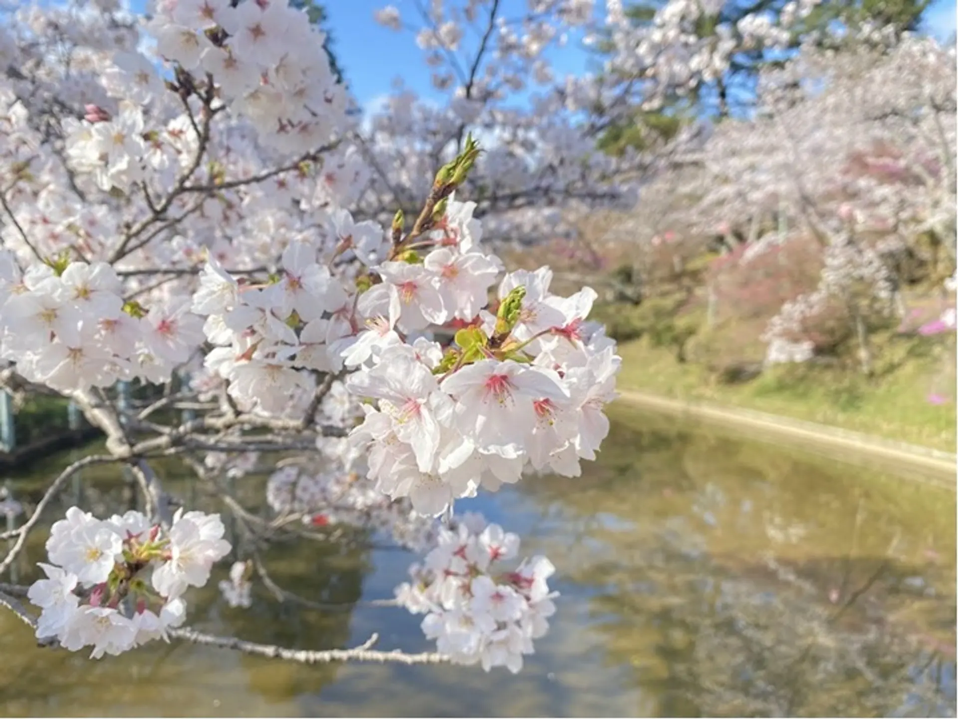 偕楽公園の桜
