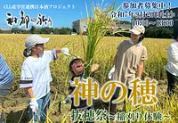 酒米「神の穂」の稲刈り体験！
