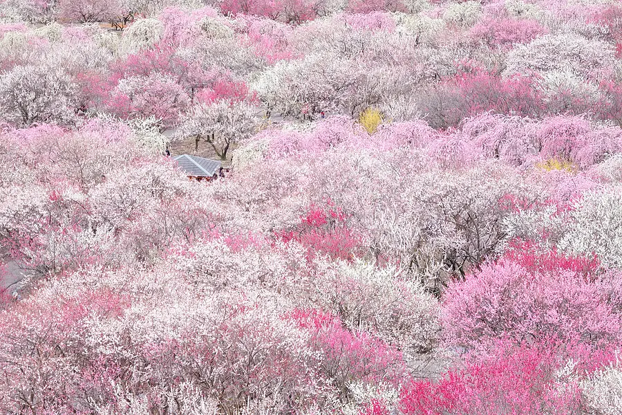 이나베 시（InabeCity）베시 매화림 공원