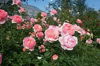 秋のイングリッシュローズ