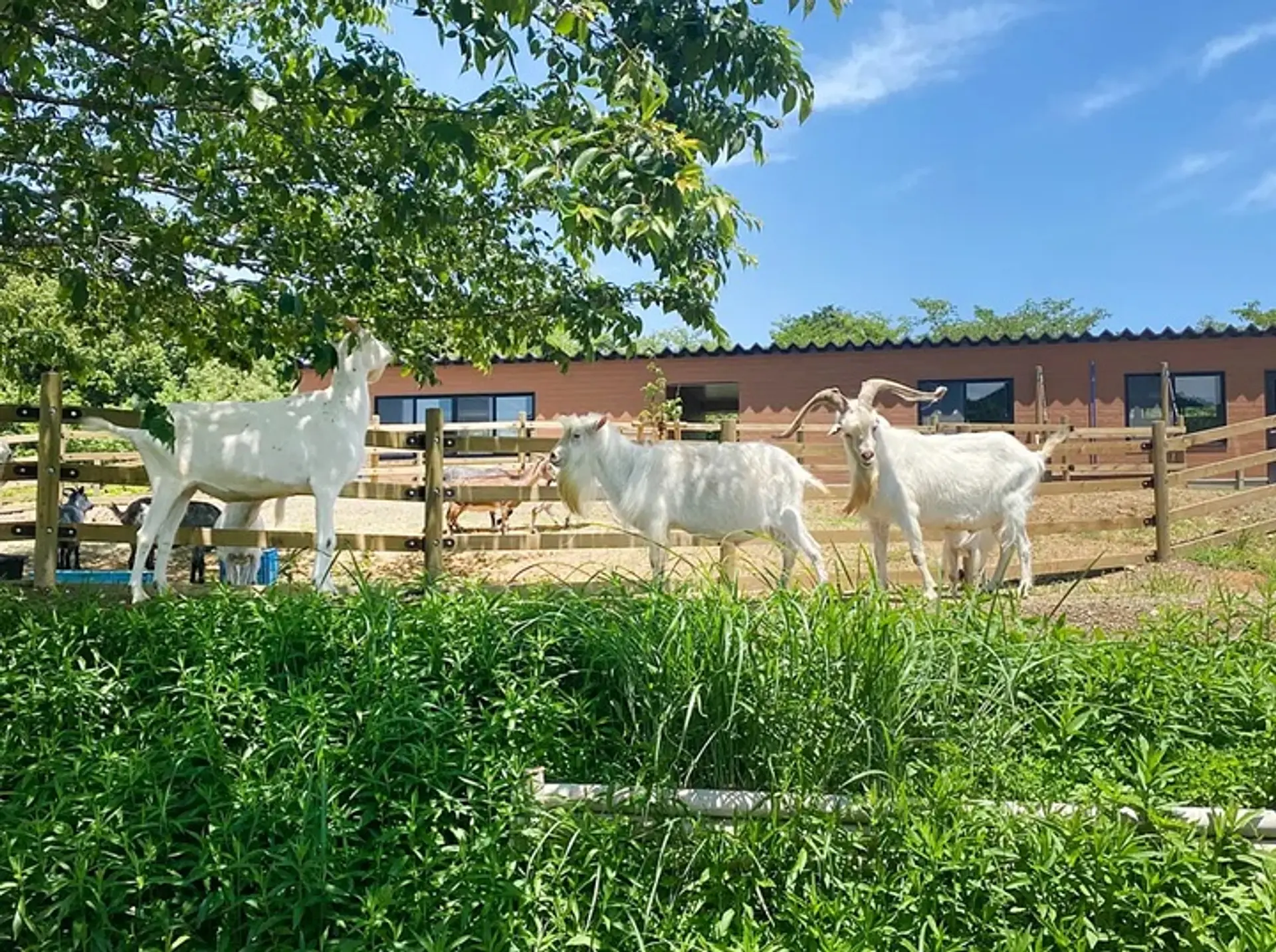 ごかつら池どうぶつパーク（多気郡多気町)