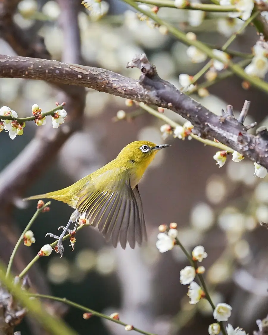 White-eye at Yuki Shrine