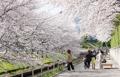 Passing through the cherry blossom trees -Nabananosato (Somei Yoshino) [Special release]